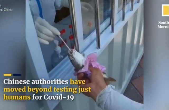 Peşti vii, testaţi PCR &icirc;ntr-un oraş din China unde au apărut 40 de cazuri COVID