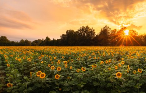 Peste 400 de mii de hectare de teren arabil din 34 de județe din țară au fost afectate de secetă