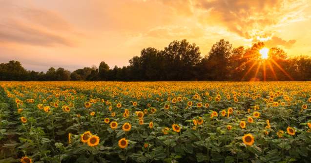 Peste 400 de mii de hectare din 34 de județe din țară au fost afectate de secetă