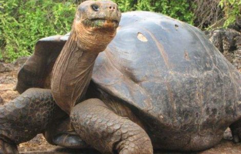  Top   Foto  Topul celor mai BATRANE animale din lume!