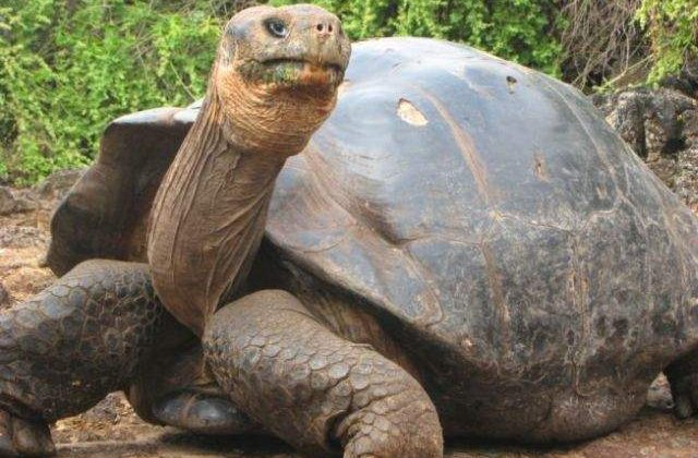 [FOTO] Topul celor mai BATRANE animale din lume!