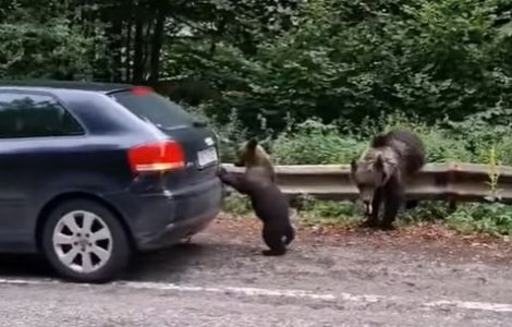 VIDEO Un pui de urs a ajutat un turist să își pornească mașina din loc