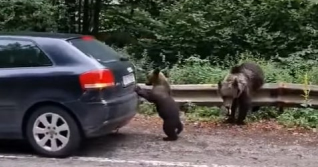 VIDEO Un pui de urs a ajutat un turist să își pornească mașina din loc