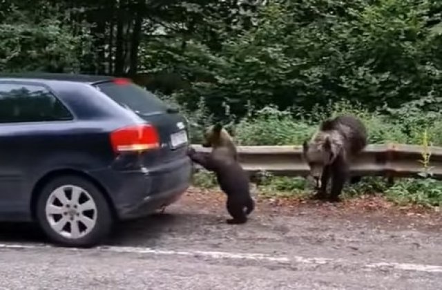 VIDEO Un pui de urs a ajutat un turist să &icirc;și pornească mașina din loc