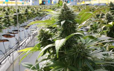 Canabis cultivat în sere pe o...