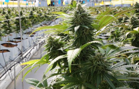 Canabis cultivat în sere pe o suprafaţă de 60.000 de metri pătraţi în Bihor