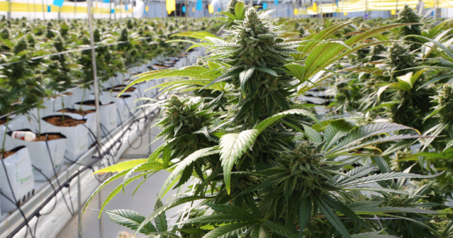 Canabis cultivat în sere pe o suprafaţă de 60.000 de metri pătraţi în Bihor