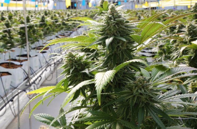 Canabis cultivat &icirc;n sere pe o suprafaţă de 60.000 de metri pătraţi &icirc;n Bihor