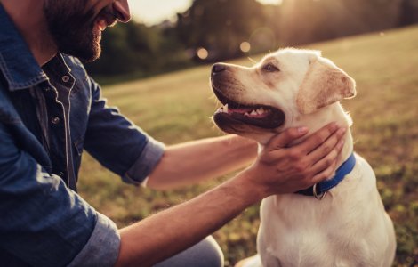 Ziua Internațională a Câinilor. Curiozități despre cel mai bun prieten al omului