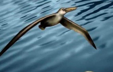  Video  Noua descoperire despre cea mai mare pasare marina din istorie