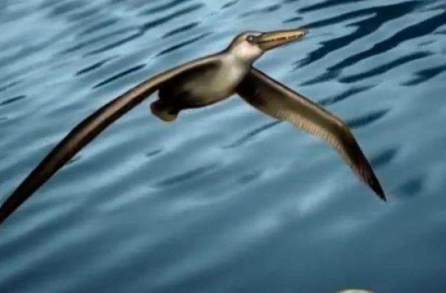 [VIDEO] Noua descoperire despre cea mai mare pasare marina din istorie