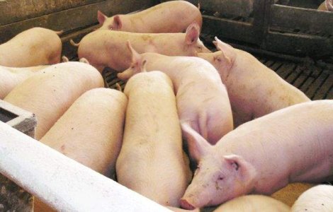 Elvetia INTERZICE importul de porci din Romania!