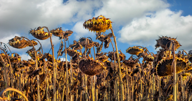 Prognoza meteo ANM pentru marți, 30 august. Valul de căldură va persista