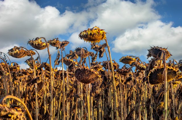Prognoza meteo ANM pentru marți, 30 august. Valul de căldură va persista
