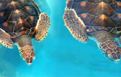  Top   Foto  13 imagini cu animale care se bucura de o zi frumoasa de plaja!