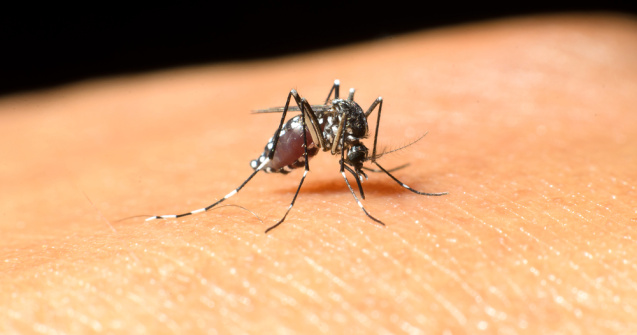 Două persoane infectate cu West Nile, internate la terapie intensivă la Brăila