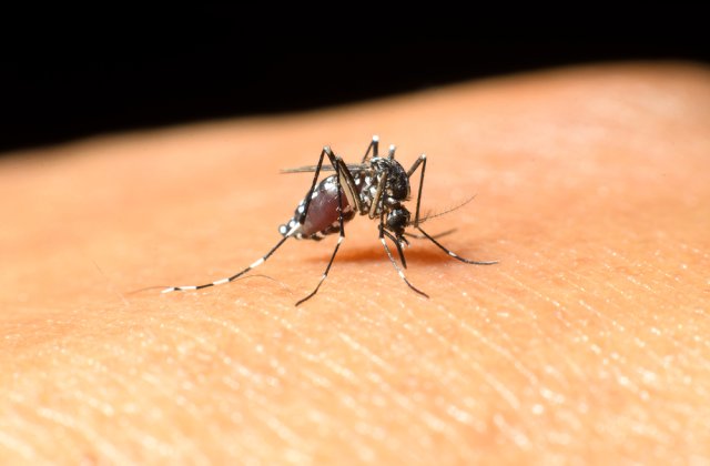 Două persoane infectate cu West Nile, internate la terapie intensivă la Brăila