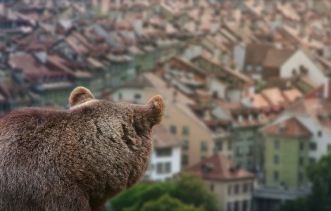 Românii care se luptă cu urșii și mistreții în propriile gospodării ar putea cere 15.000 de lei de la stat