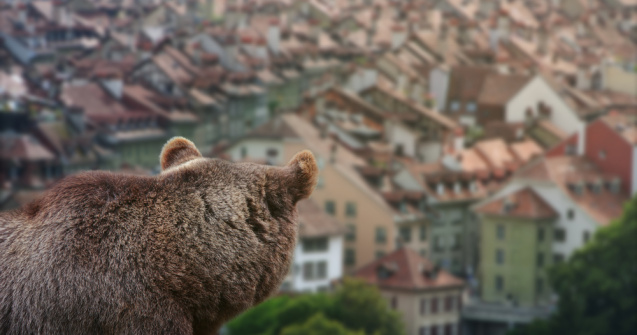Românii care se luptă cu urșii și mistreții în propriile gospodării ar putea cere 15.000 de lei de la stat