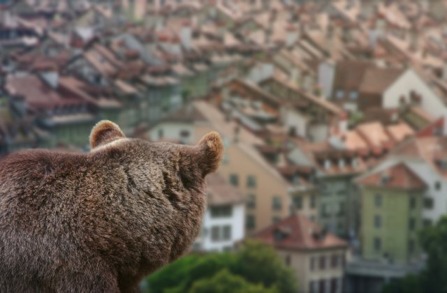 Rom&acirc;nii care se luptă cu urșii și mistreții &icirc;n propriile gospodării ar putea cere 15.000 de lei de la stat 