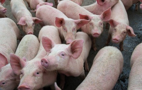 Pesta porcină africană se răspândește cu repeziciune în Europa