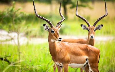 Un român a fost ucis de o...