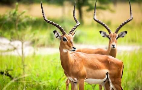 Un român a fost ucis de o antilopă la o grădină zoologică din Suedia