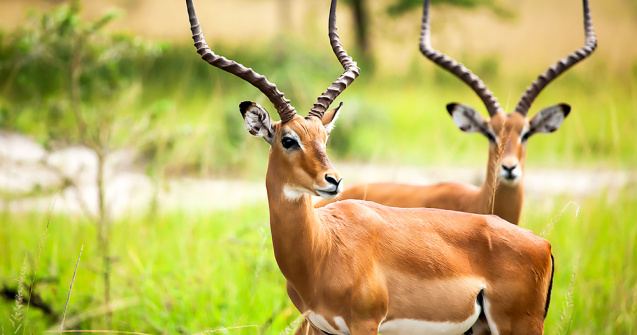 Un român a fost ucis de o antilopă la o grădină zoologică din Suedia
