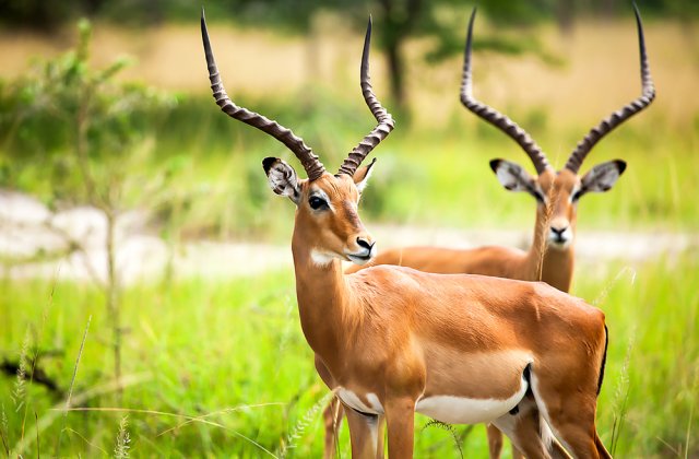 Un rom&acirc;n a fost ucis de o antilopă la o grădină zoologică din Suedia