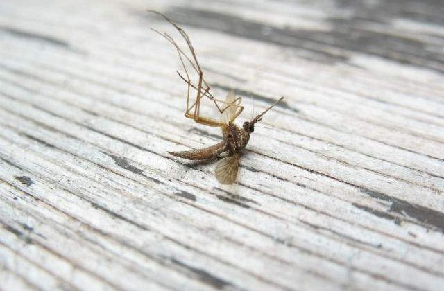 Cele mai la indemana solutii NATURALE care te vor scapa de tantari