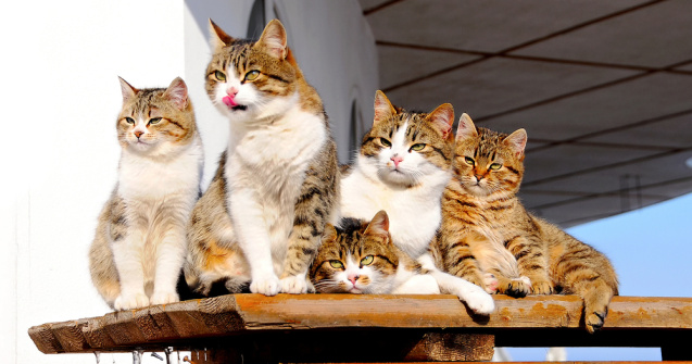 Cele mai frumoase pisici din lume pot fi admirate în acest weekend la București