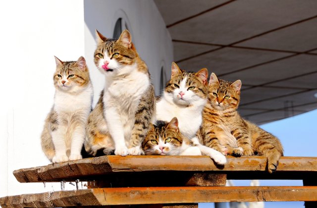 Cele mai frumoase pisici din lume pot fi admirate &icirc;n acest weekend la București