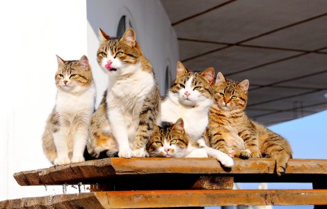 Cele mai frumoase pisici din lume pot fi admirate în acest weekend la București