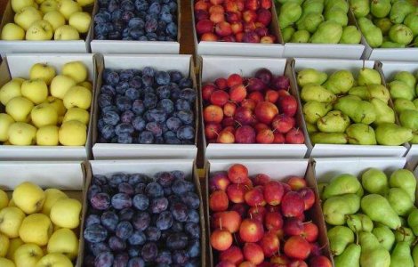 Rusia interzice importurile de fructe din Republica Moldova