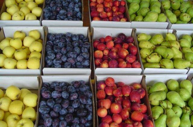 Rusia interzice importurile de fructe din Republica Moldova