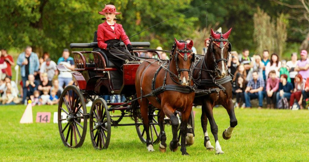 20 de lucruri despre echitație și călăreți