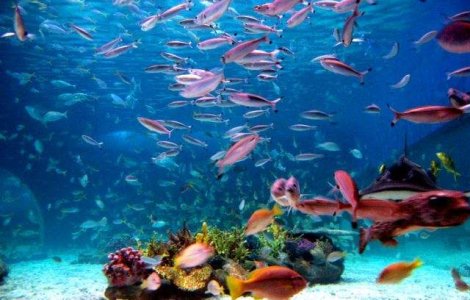  Top  MONSTRII din oceane! Vietati marine care iti vor provoca cosmaruri!