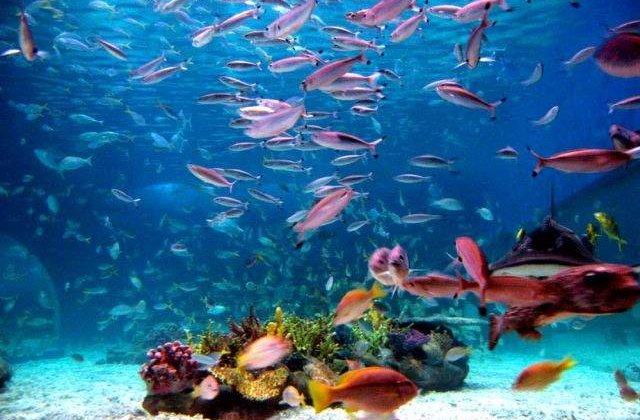 MONSTRII din oceane! Vietati marine care iti vor provoca cosmaruri!