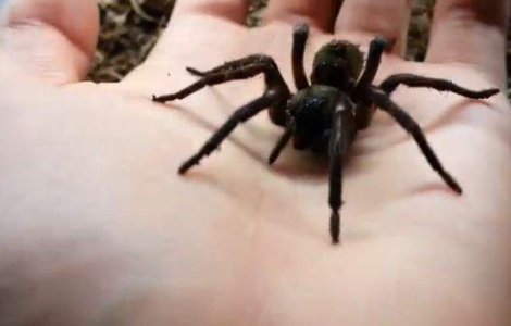  Video  Invazia tarantulelor otravitoare din muntii Urali!