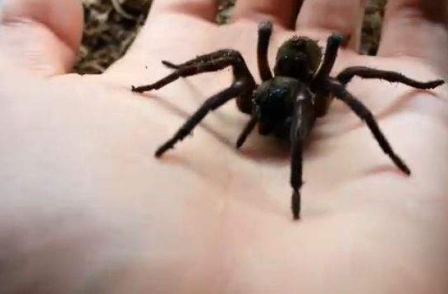 [VIDEO] Invazia tarantulelor otravitoare din muntii Urali!