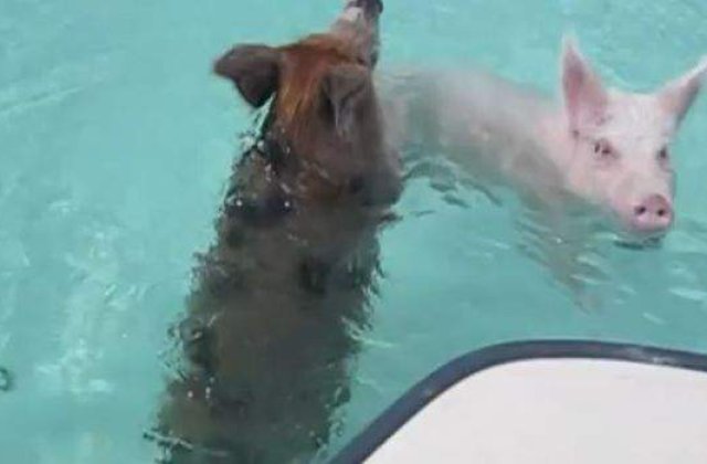 [VIDEO] Porcii, principala atractie turistica a unei insule din Bahamas