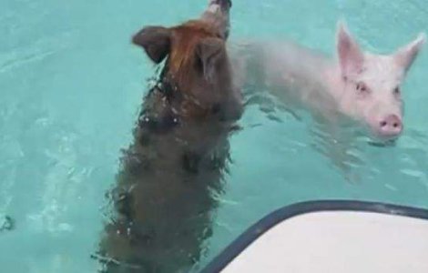  Video  Porcii, principala atractie turistica a unei insule