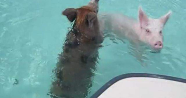  Video  Porcii, principala atractie turistica a unei insule din Bahamas