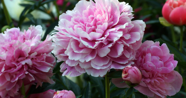 Bujorul a fost declarat Floarea Naţională a României