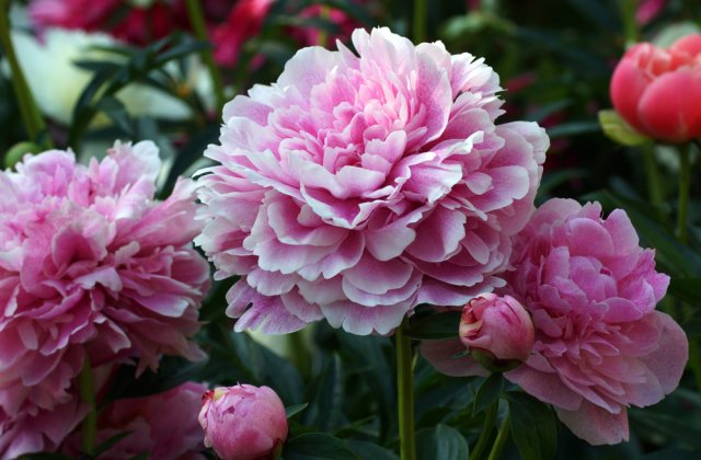 Bujorul a fost declarat Floarea Naţională a Rom&acirc;niei