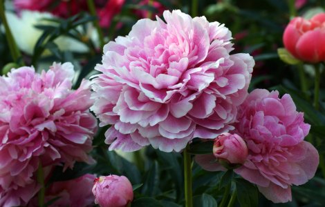 Bujorul a fost declarat Floarea Naţională a României