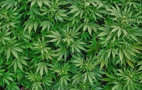 Echipa de fotbal, prinsa cu o cantitate record de cannabis in autocar