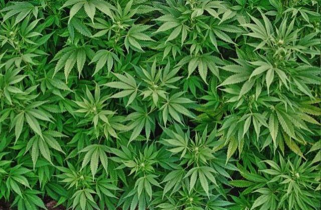 O echipa de fotbal juniori din Paraguay, prinsa cu o cantitate record de cannabis in autocar