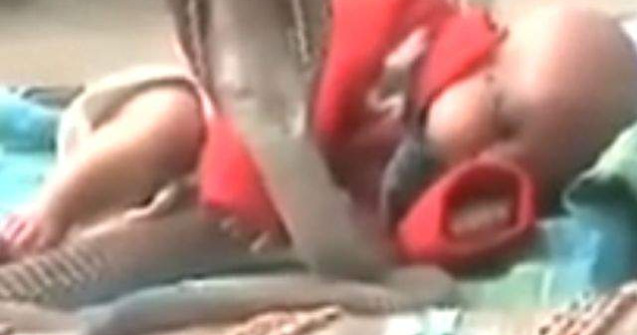  Video  Socant! Patru COBRE protejeaza un bebelus in timp ce doarme