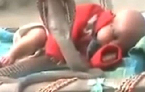  Video  Socant! Patru COBRE protejeaza un bebelus in timp ce doarme